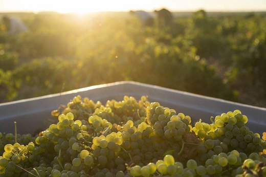 La vendimia y la Ruta del Vino de Rueda ofrecen varias propuestas a los turistas / Cadena Ser